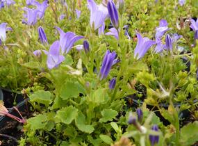 Zvonek dalmatský - Campanula portenschlagiana