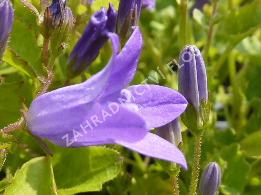 Zvonek dalmatský - Campanula portenschlagiana