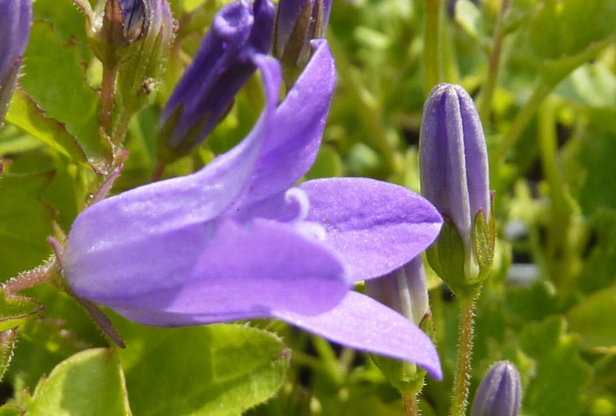 Zvonek dalmatský - Campanula portenschlagiana