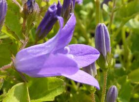 Zvonek dalmatský - Campanula portenschlagiana