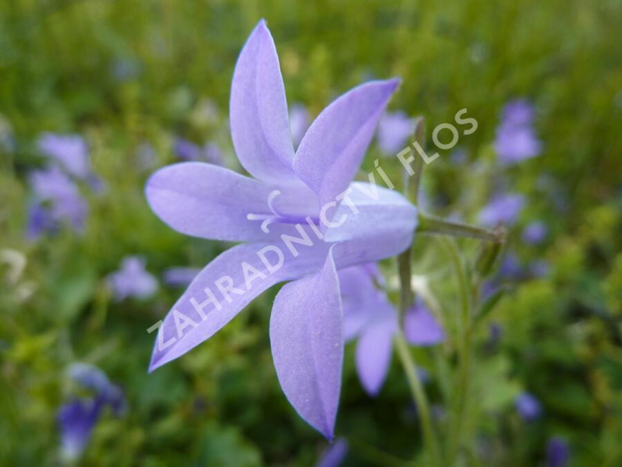 Zvonek dalmatský - Campanula portenschlagiana