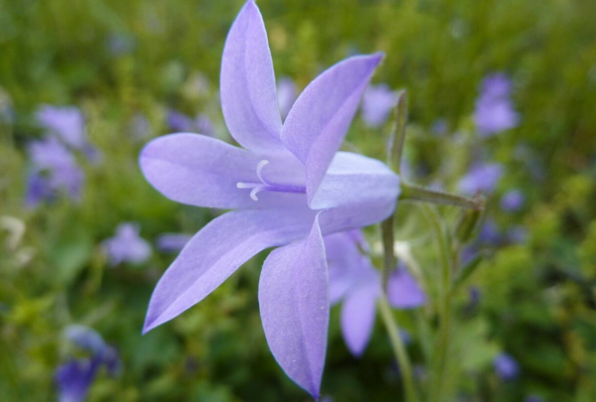 Zvonek dalmatský - Campanula portenschlagiana