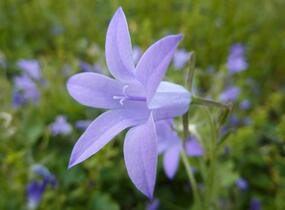 Zvonek dalmatský - Campanula portenschlagiana