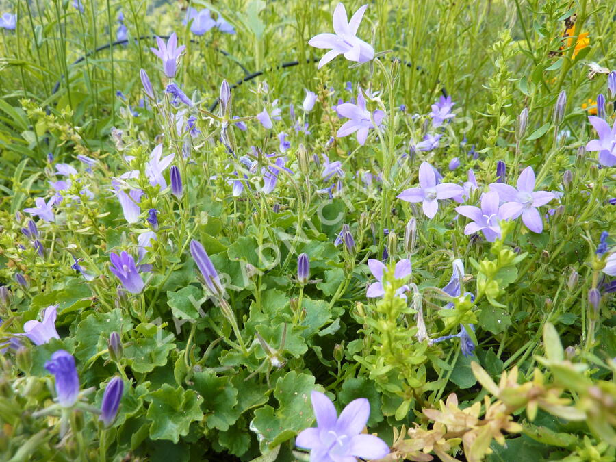 Zvonek dalmatský - Campanula portenschlagiana