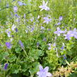 Zvonek dalmatský - Campanula portenschlagiana