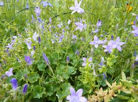 Zvonek dalmatský - Campanula portenschlagiana