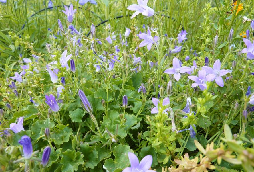 Zvonek dalmatský - Campanula portenschlagiana