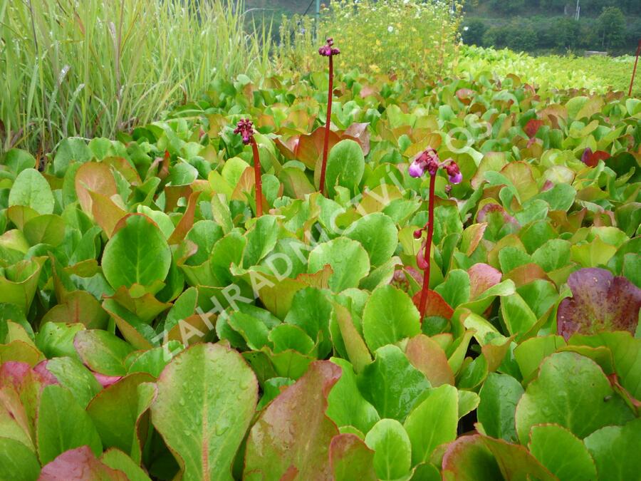Bergénie srdčitá 'Winterglut' - Bergenia cordifolia 'Winterglut'