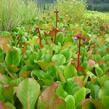 Bergénie srdčitá 'Winterglut' - Bergenia cordifolia 'Winterglut'