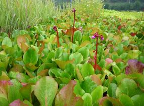 Bergénie srdčitá 'Winterglut' - Bergenia cordifolia 'Winterglut'