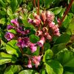 Bergénie srdčitá 'Winterglut' - Bergenia cordifolia 'Winterglut'