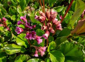 Bergénie srdčitá 'Winterglut' - Bergenia cordifolia 'Winterglut'