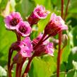 Bergénie srdčitá 'Winterglut' - Bergenia cordifolia 'Winterglut'