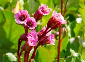 Bergénie srdčitá 'Winterglut' - Bergenia cordifolia 'Winterglut'