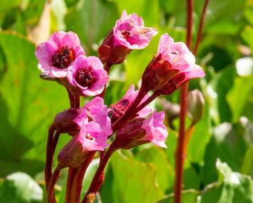 Bergénie srdčitá 'Winterglut'