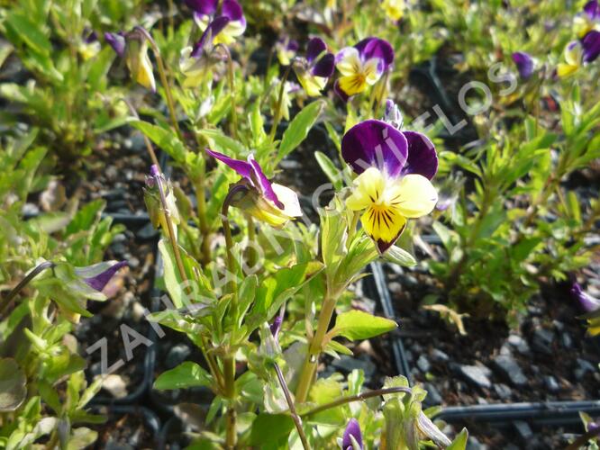 Violka růžkatá 'Helen Mount' - Viola cornuta 'Helen Mount'