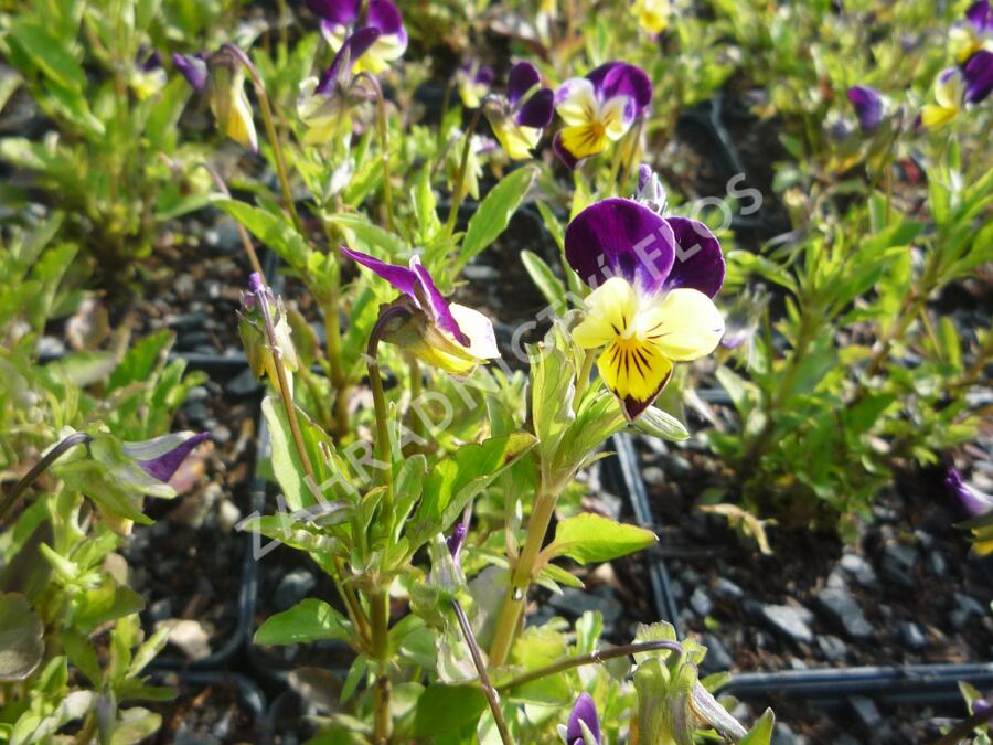 Violka růžkatá 'Helen Mount' - Viola cornuta 'Helen Mount'