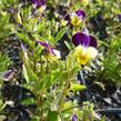 Violka růžkatá 'Helen Mount' - Viola cornuta 'Helen Mount'