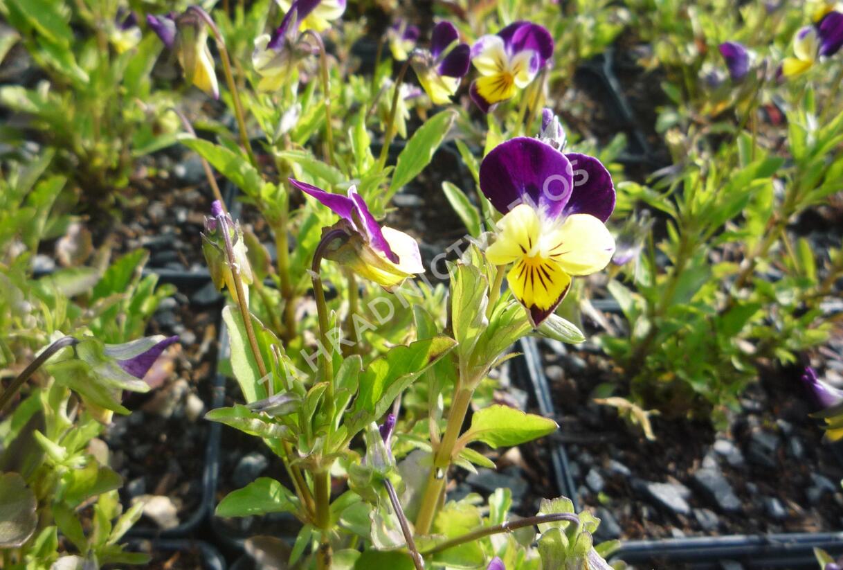 Violka růžkatá 'Helen Mount' - Viola cornuta 'Helen Mount'