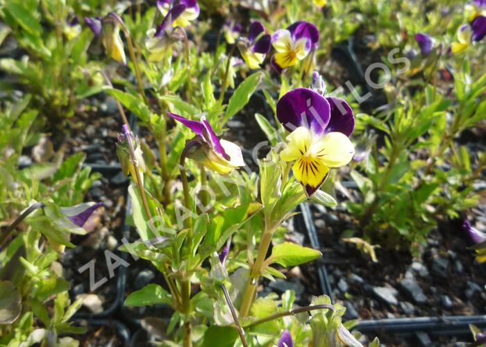 Violka růžkatá 'Helen Mount' - Viola cornuta 'Helen Mount'