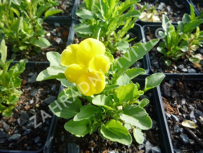 Violka růžkatá 'Yellow Perfection' - Viola cornuta 'Yellow Perfection'