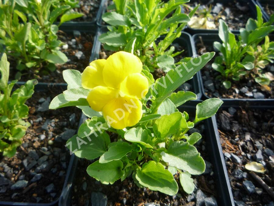 Violka růžkatá 'Yellow Perfection' - Viola cornuta 'Yellow Perfection'