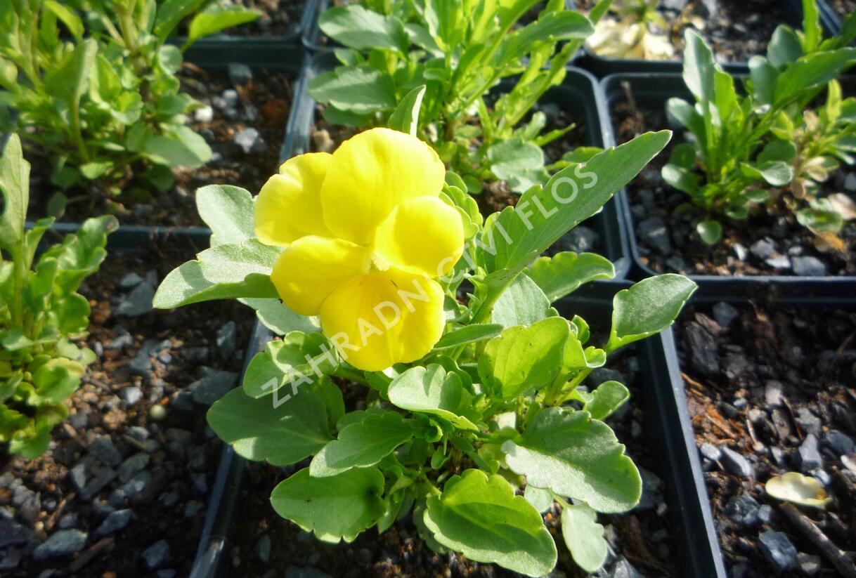 Violka růžkatá 'Yellow Perfection' - Viola cornuta 'Yellow Perfection'