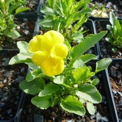 Violka růžkatá 'Yellow Perfection' - Viola cornuta 'Yellow Perfection'