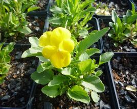 Violka růžkatá 'Yellow Perfection'
