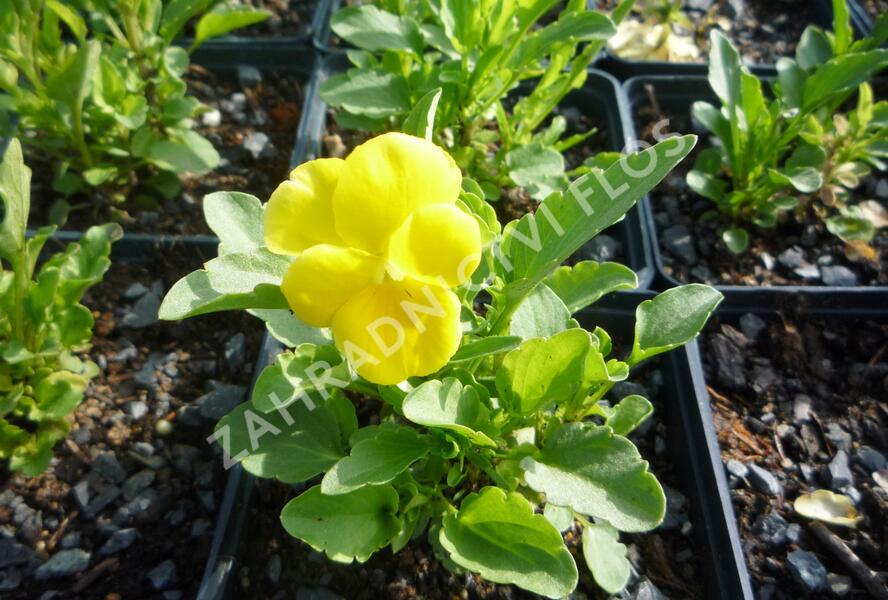 Violka růžkatá 'Yellow Perfection' - Viola cornuta 'Yellow Perfection'