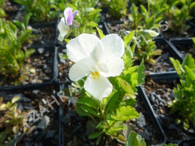 Violka růžkatá 'White Perfection' - Viola cornuta 'White Perfection'