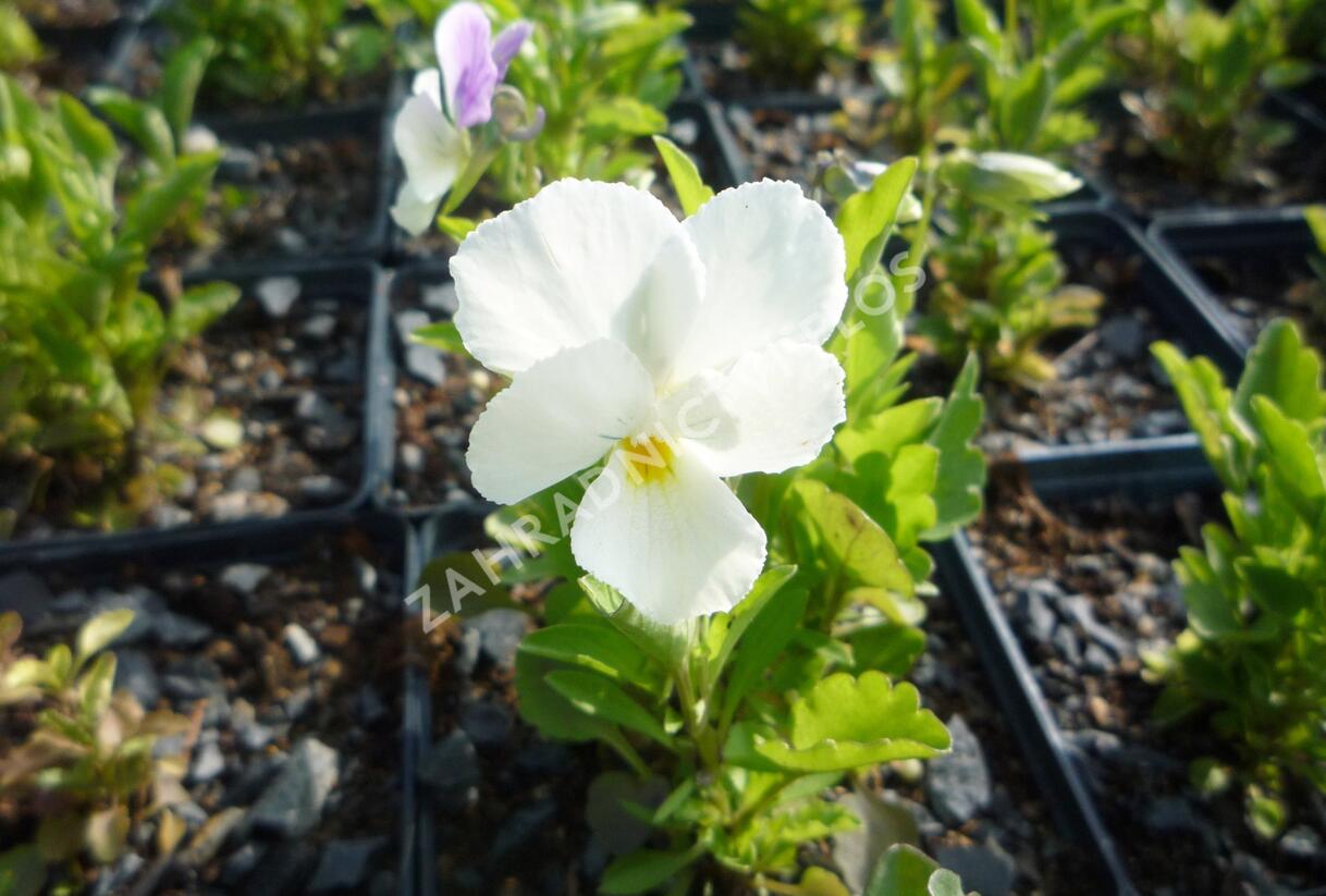Violka růžkatá 'White Perfection' - Viola cornuta 'White Perfection'