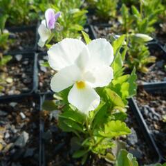 Violka růžkatá 'White Perfection' - Viola cornuta 'White Perfection'