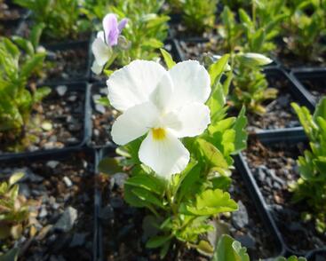 Violka růžkatá 'White Perfection'