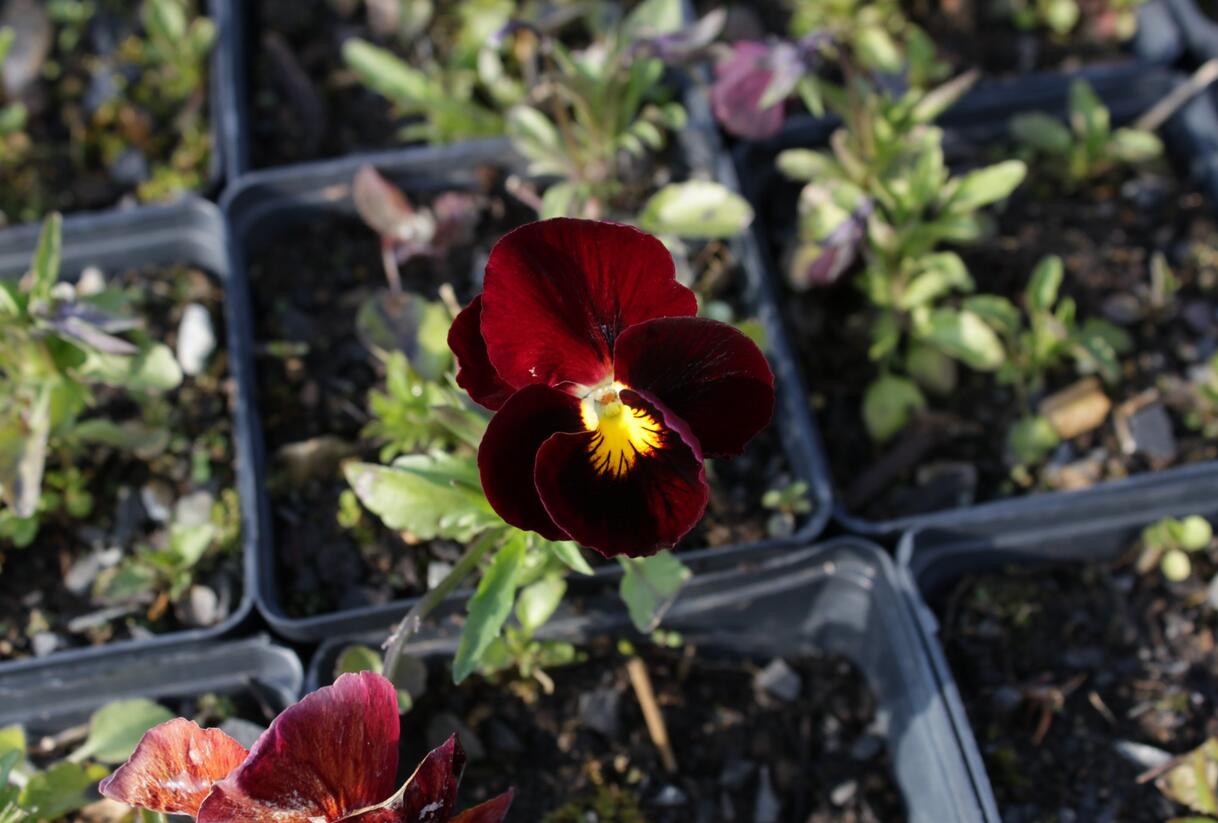 Violka růžkatá 'Rubin' - Viola cornuta 'Rubin'