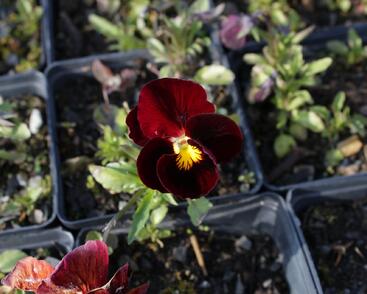 Violka růžkatá 'Rubin'