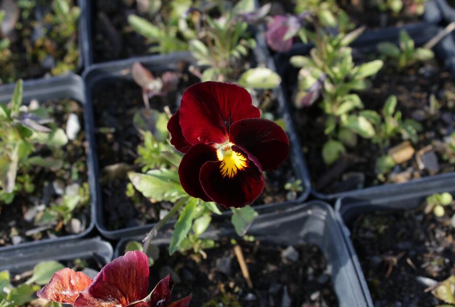 Violka růžkatá 'Rubin' - Viola cornuta 'Rubin'
