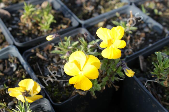 Violka růžkatá 'Lutea Splendens' - Viola cornuta 'Lutea Splendens'