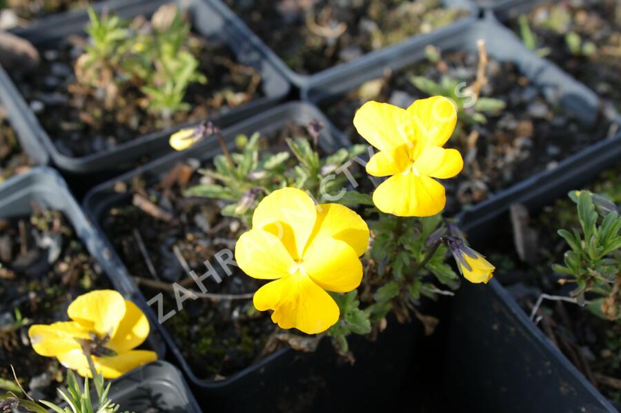 Violka růžkatá 'Lutea Splendens' - Viola cornuta 'Lutea Splendens'