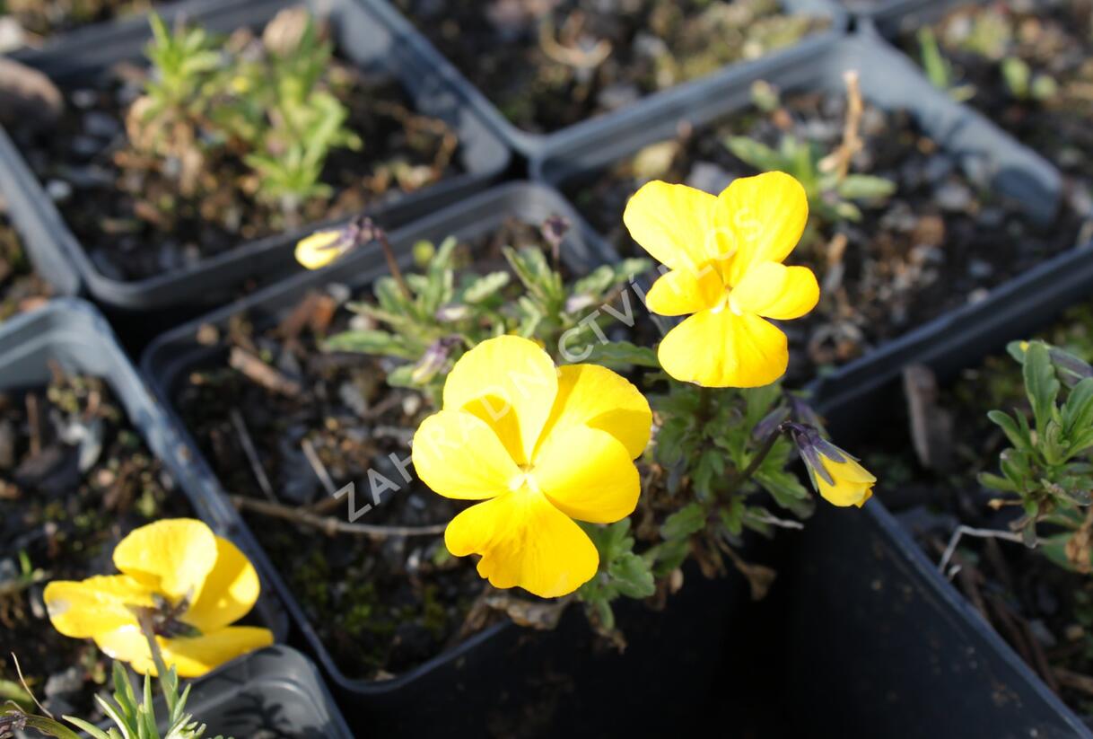 Violka růžkatá 'Lutea Splendens' - Viola cornuta 'Lutea Splendens'