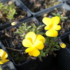 Violka růžkatá 'Lutea Splendens' - Viola cornuta 'Lutea Splendens'