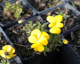 Violka růžkatá 'Lutea Splendens'