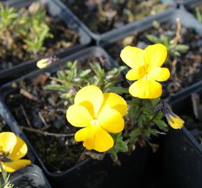 Violka růžkatá 'Lutea Splendens' - Viola cornuta 'Lutea Splendens'