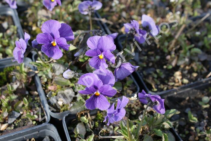 Violka růžkatá 'Baby Lucia' - Viola cornuta 'Baby Lucia'