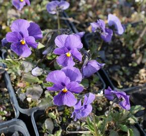 Violka růžkatá 'Baby Lucia' - Viola cornuta 'Baby Lucia'