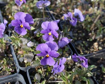 Violka růžkatá 'Baby Lucia'