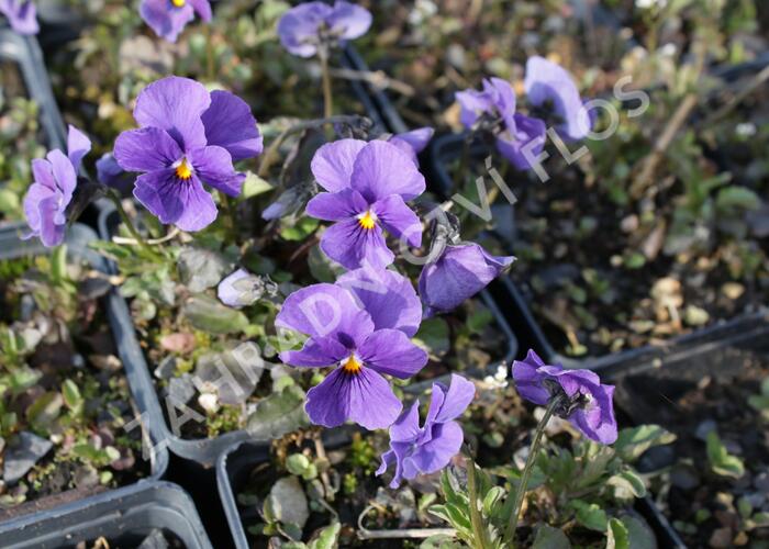 Violka růžkatá 'Baby Lucia' - Viola cornuta 'Baby Lucia'