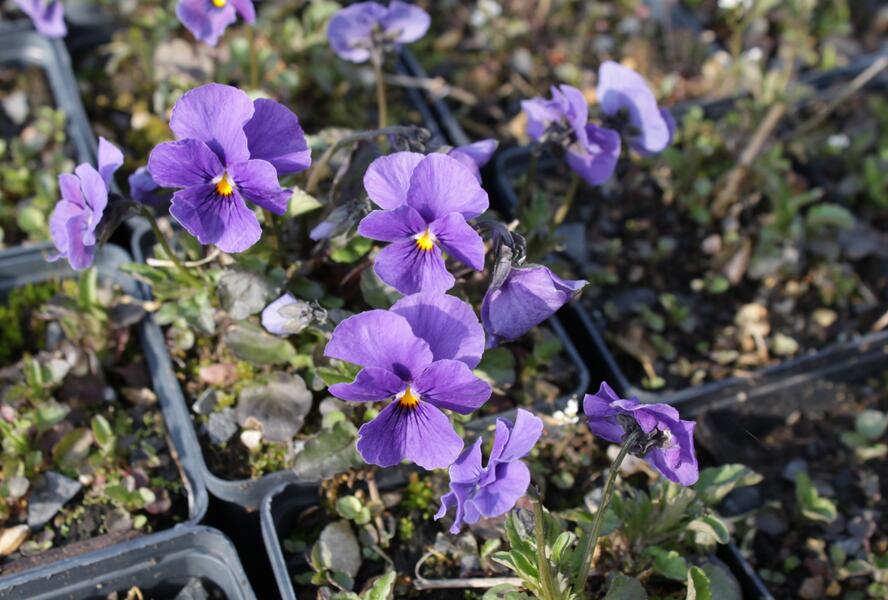 Violka růžkatá 'Baby Lucia' - Viola cornuta 'Baby Lucia'