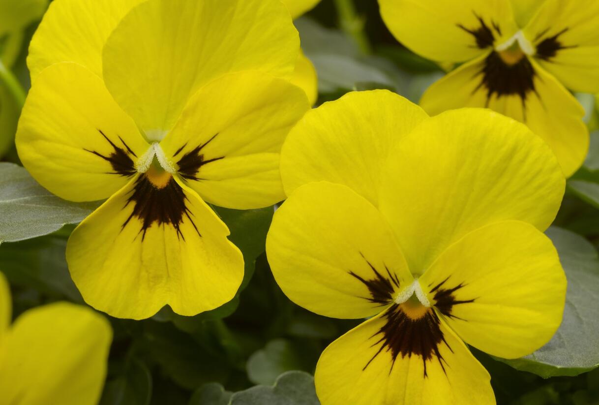 Violka růžkatá 'Baby Franjo' - Viola cornuta 'Baby Franjo'