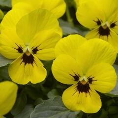 Violka růžkatá 'Baby Franjo' - Viola cornuta 'Baby Franjo'